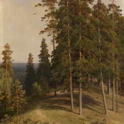The Pine Forest
